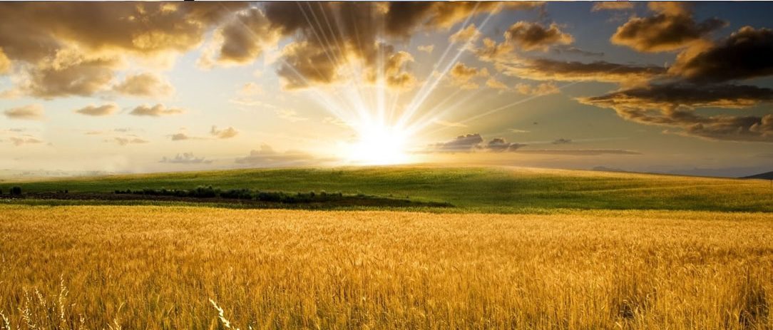 pizza-napoletana-expo-20151