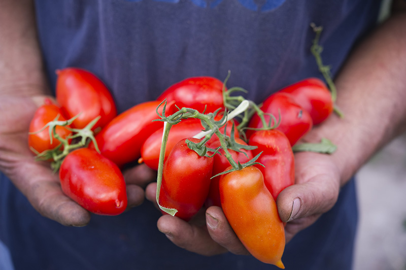 Ingredienti_Pizza_Napoletana